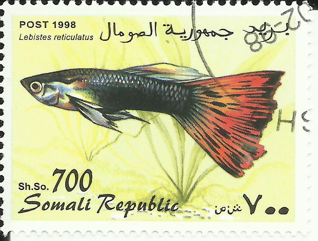 Guppy (Lebistes Reticulatus)