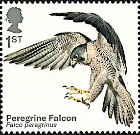 Peregrine Falcon (Falco peregrinus)