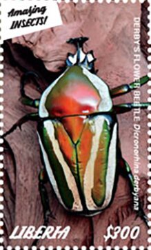 Beetles