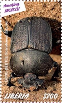 Dung Beetle