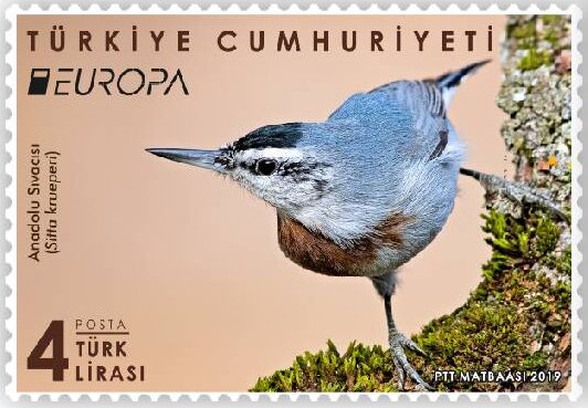 Krüper's Nuthatch (Sitta krueperi)