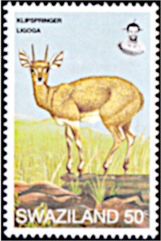 Klipspringer