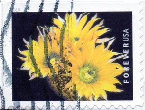 Stamp, Spiny Hedgehog Cactus (Echinocereus dasyacanthus), United States of America,  , Cacti, Plants (Flora)
