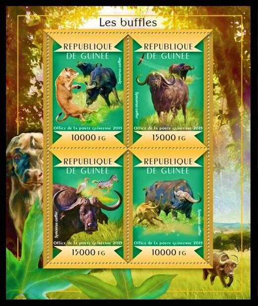 Cape Buffalo