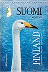 Whooper swan (Cygnus cygnus)