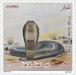North African Cobra (Naja haje)