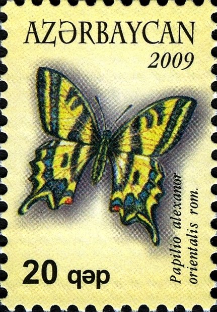 Southern Swallowtail (Papilio alexanor orientalis)