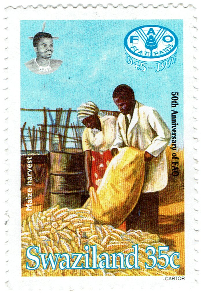 Corn Harvest