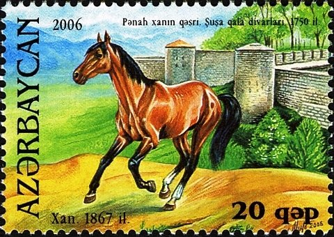 Karabakh Horse "Xan" (Equus ferus caballus)