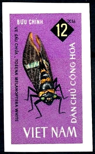 Big Cicada (Tosena melanoptera)
