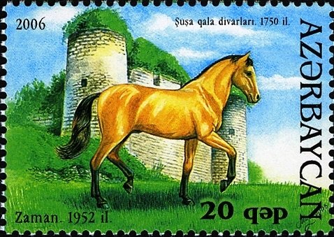 Karabakh Horse "Zaman" (Equus ferus caballus)