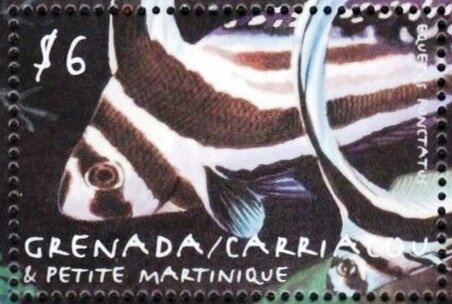 Equetus punctatus