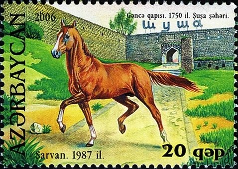 Karabakh Horse "Sarvan" (Equus ferus caballus)