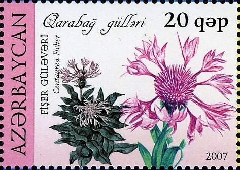Centaurea Ficher