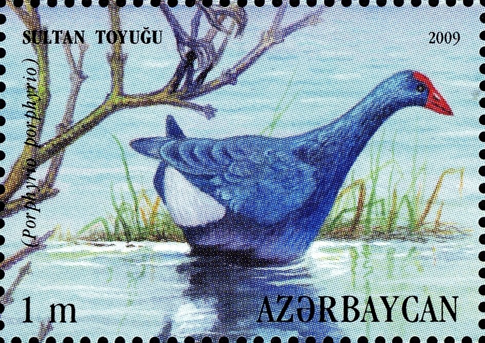 Purple Swamphen (Porphyrio porphyrio)