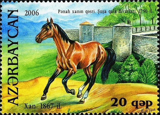 Karabakh Horse "Xan" (Equus ferus caballus)