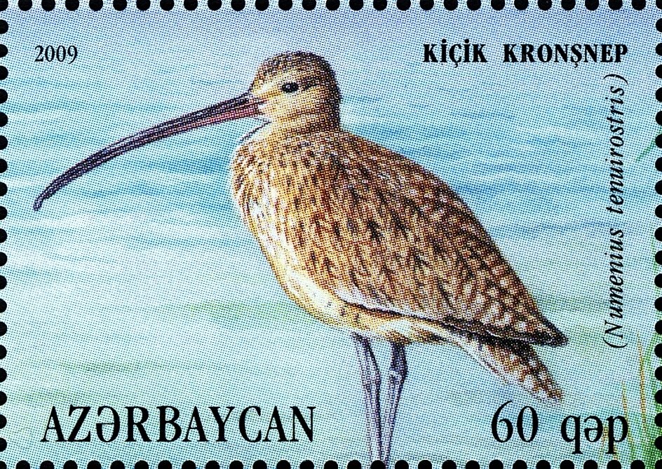 Slender-billed Curlew (Numenius tenuirostris)