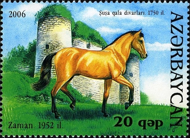 Karabakh Horse "Zaman" (Equus ferus caballus)