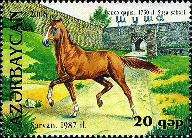 Karabakh Horse "Sarvan" (Equus ferus caballus)