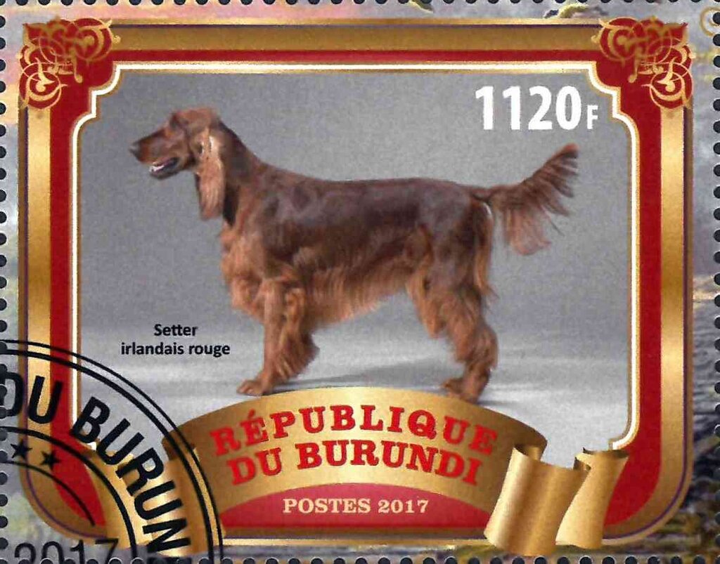 Setter irlandais rouge