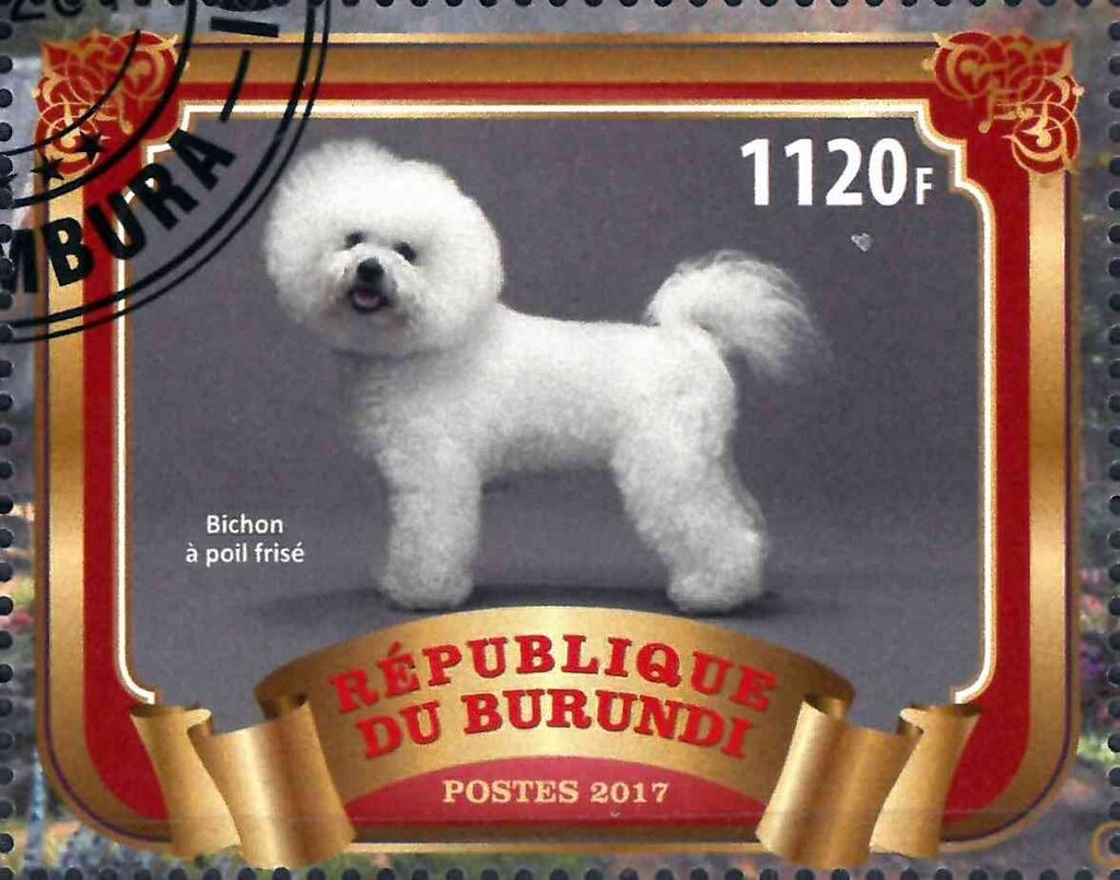 Bichon a poil frise