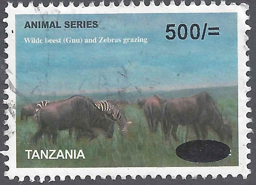 Wildebeest (Connochaetes sp.), Plains Zebra (Equus quagga)
