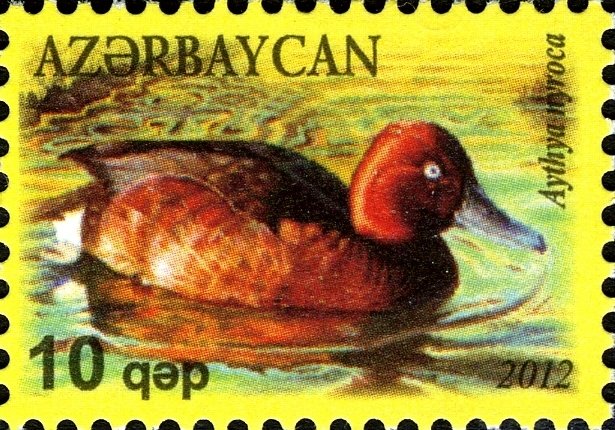 Ferruginous Duck (Aythya nyroca)