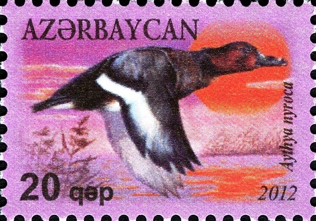 Ferruginous Duck (Aythya nyroca)