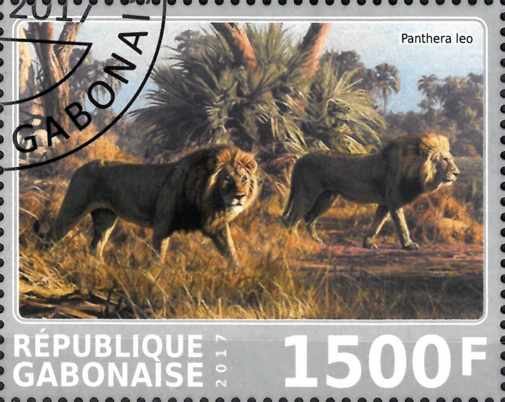 Panthera leo