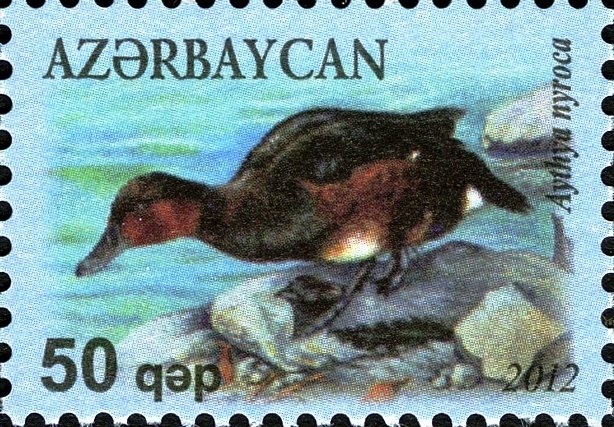 Ferruginous Duck (Aythya nyroca)