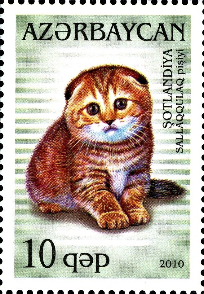 Scottish Fold (Felis silvestris catus)
