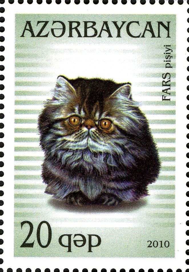 Persian (Felis silvestris catus)