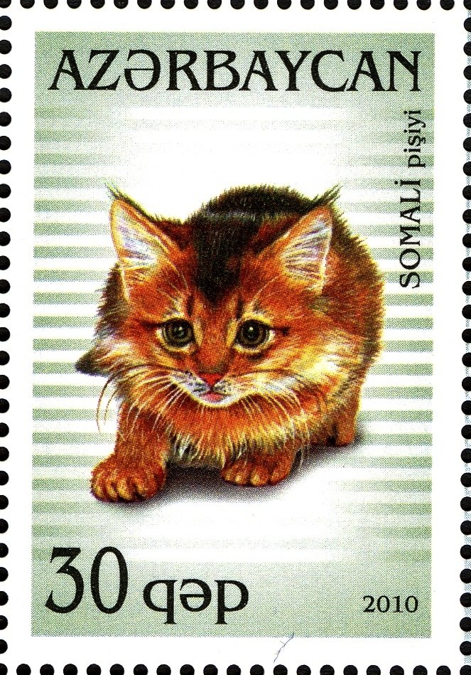 Somali (Felis silvestris catus)