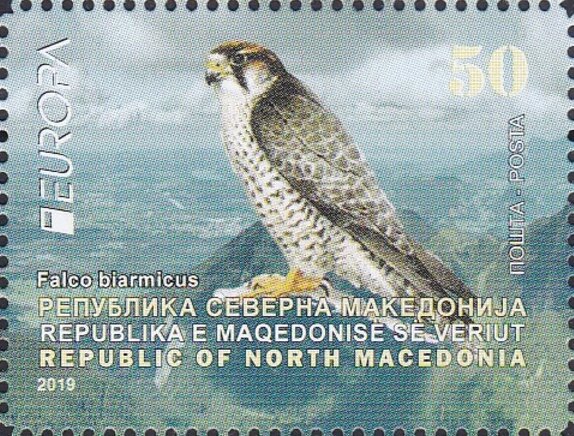 Lanner Falcon (Falco biarmicus)