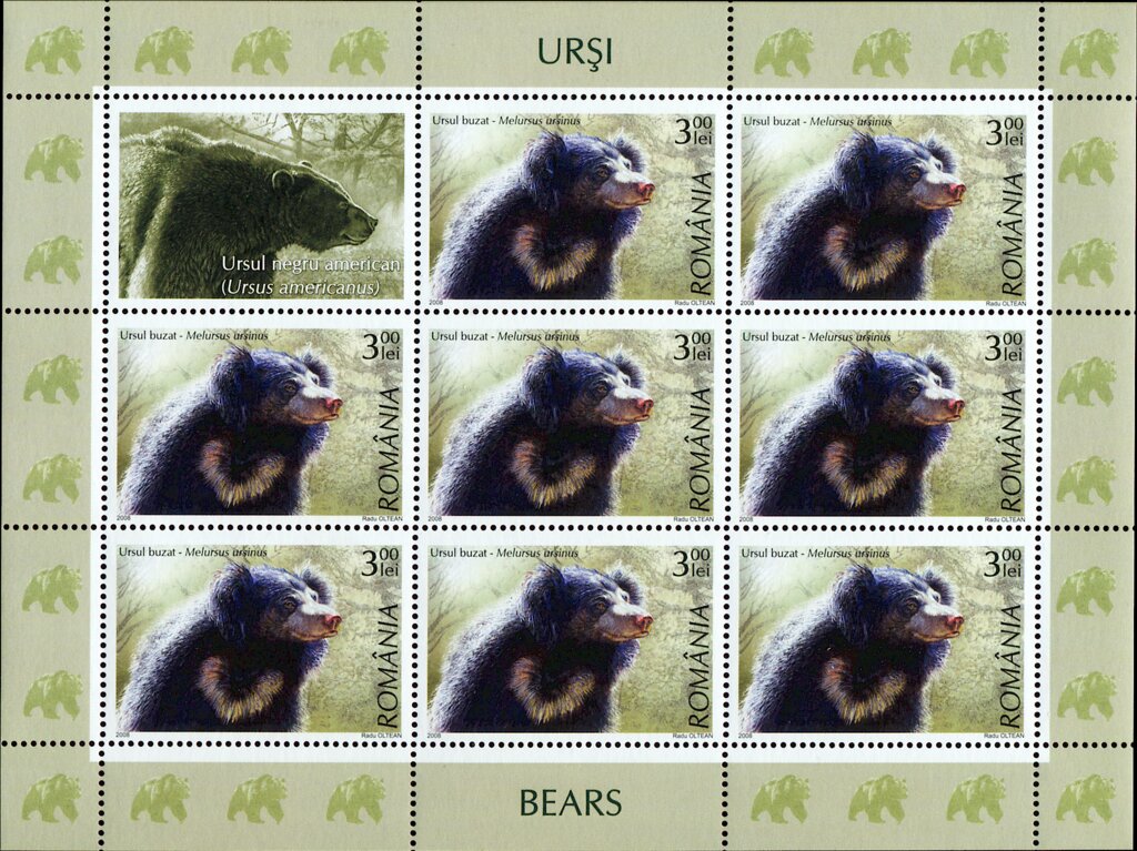 Sloth Bear (Melursus ursinus) MS