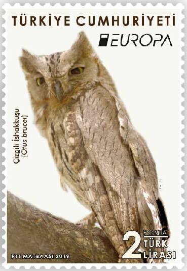 Pallid Scops Owl (Otus brucei)