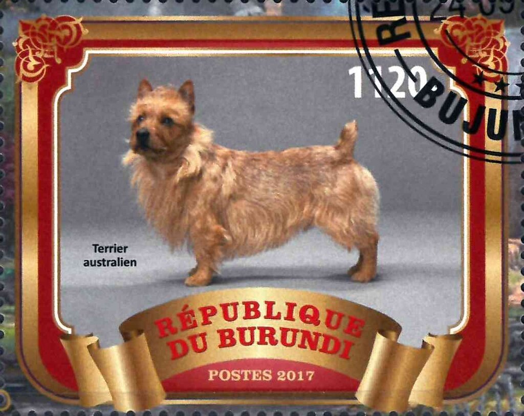 Terrier australien