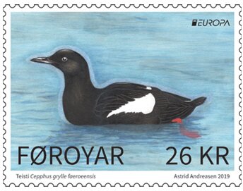 Faroese Black Guillemot (Cepphus grylle faroeensis)
