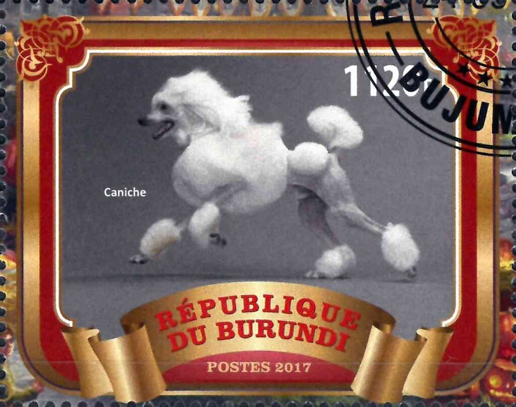 Caniche