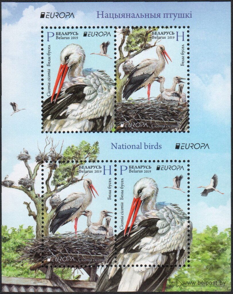 White Stork (Ciconia ciconia)