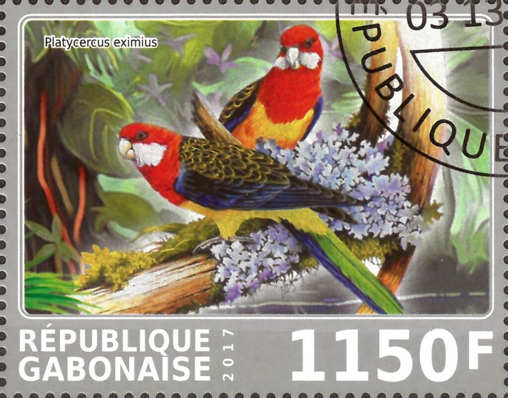 Platycercus eximius