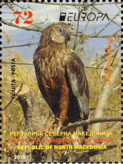 Western Marsh Harrier (Circus aeruginosus)