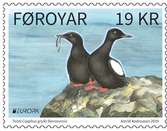 Faroese Black Guillemot (Cepphus grylle faroeensis)