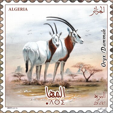 Scimitar-Horned Oryx (Oryx dammah)