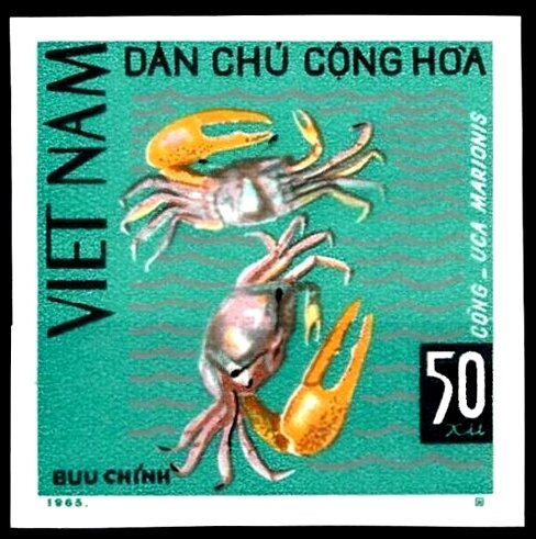 Fiddler Crab (Uca marionis)