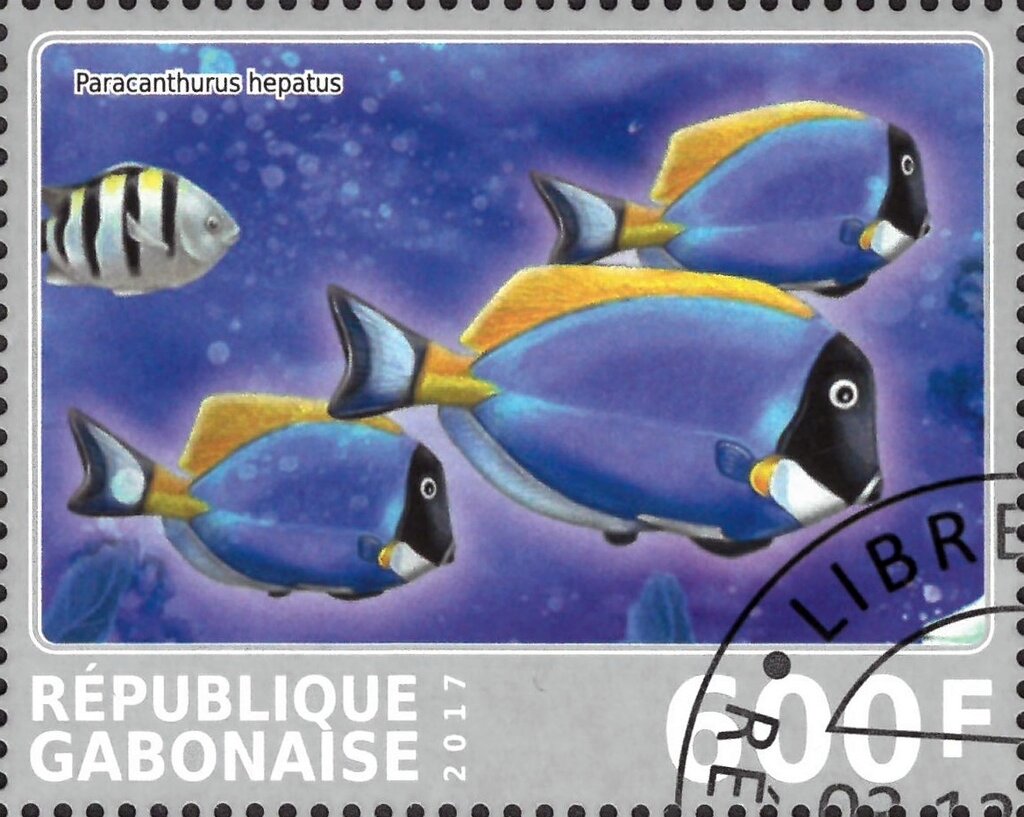 Paracanthurus hepatus