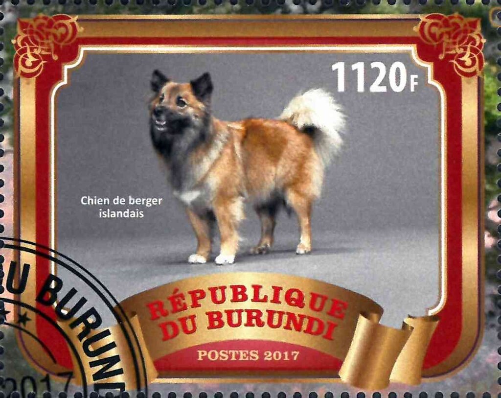 Chien de berger islandais