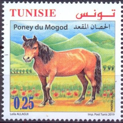 Mogod Pony