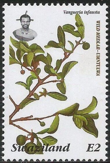 Wild Medlar