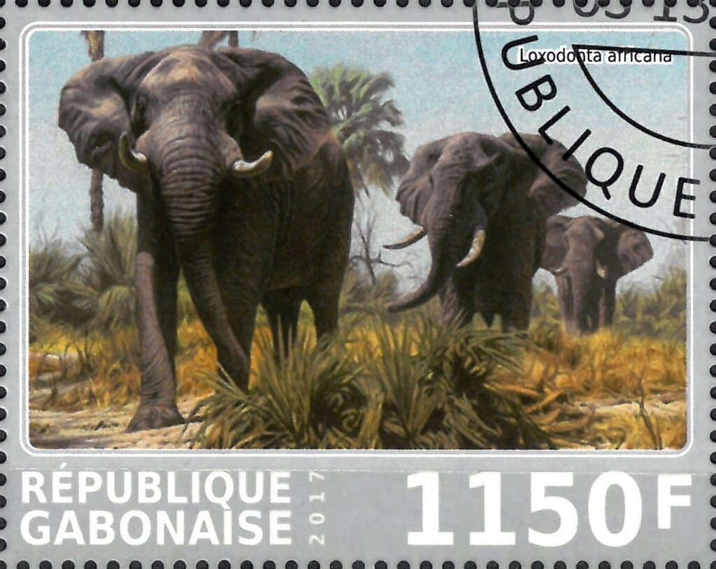 Loxodonta africana